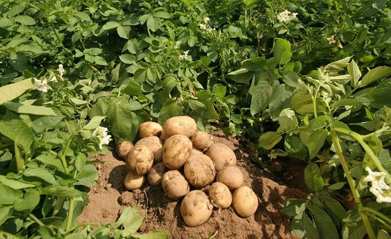 Export Quality Potato