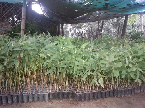 3 year plantation