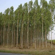 Clonal plantation nursery