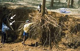 Root treatment process